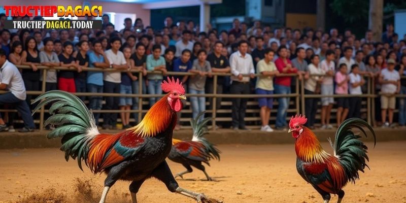 bí kíp cược đá gà