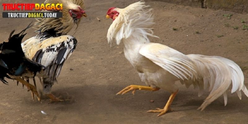 bí kíp xem ngày đá gà cựa sắt