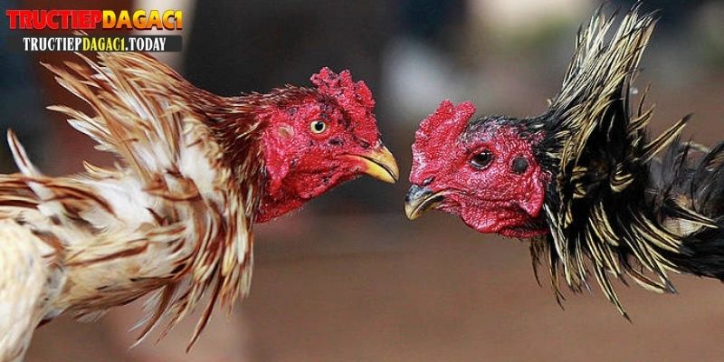 bí kíp xem ngày đá gà cựa sắt