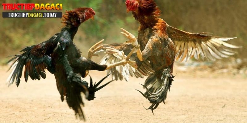 cách nuôi gà chọi c1