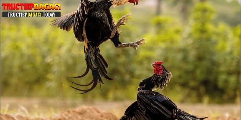 cách nuôi gà chọi c1