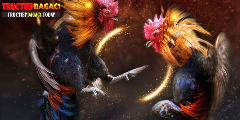đá gà chọi c1 trực tiếp hôm nay