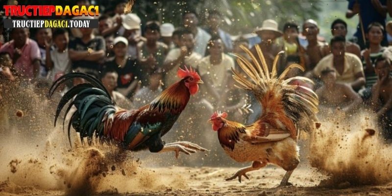 đá gà mạng trực tiếp hôm nay
