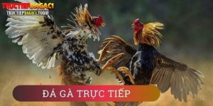 đá gà mạng trực tiếp hôm nay