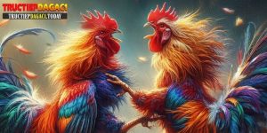 đá gà trực tiếp c1 bình luận viên