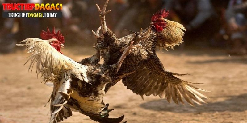 đá gà trực tiếp c1 gà tre