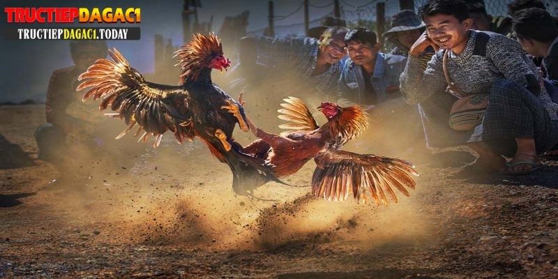 đá gà trực tiếp c1 gà tre