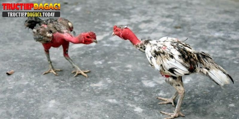 đá gà trực tiếp c1 gà tre
