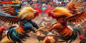đá gà trực tiếp thomo c1 c2 c3 hôm qua