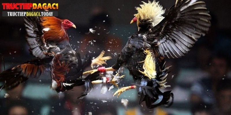 gà chọi đẹp nhất việt nam