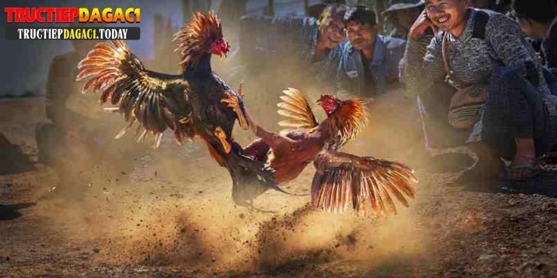 gà chọi đẹp nhất việt nam