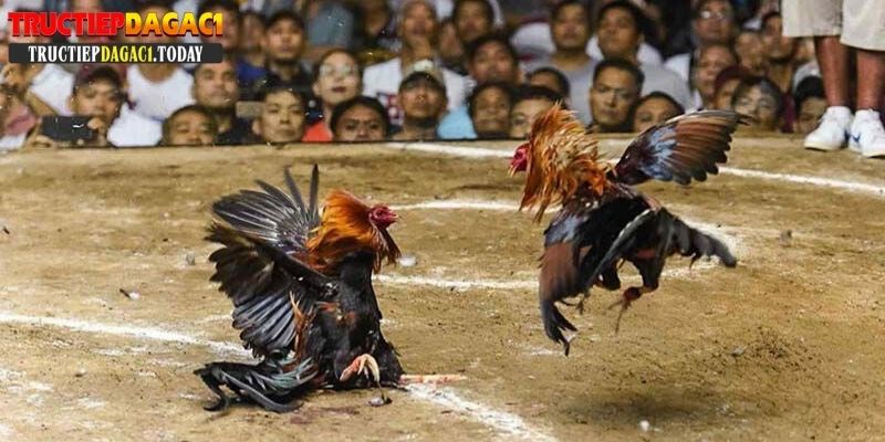 kinh nghiệm đá gà