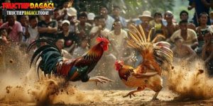 trang web xem đá gà trực tuyến