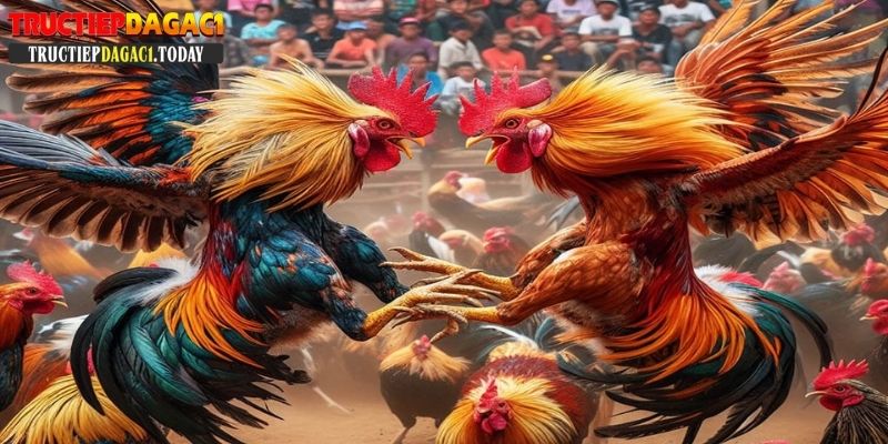trực tiếp đá gà c1 c2 c3 c4 c5