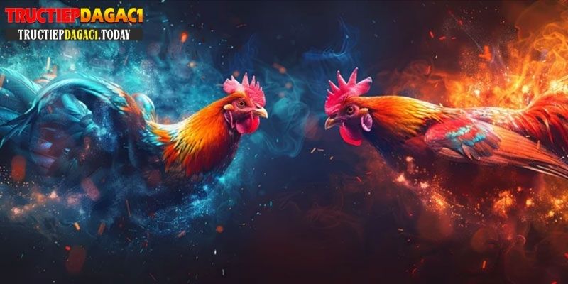trực tiếp đá gà c1