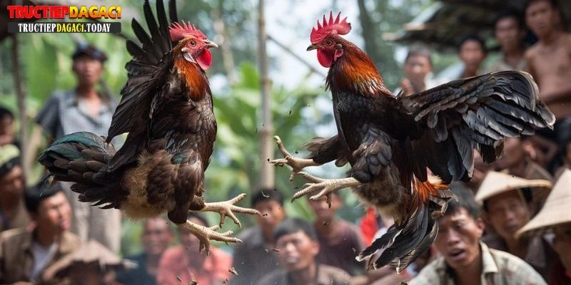 Cách Chọn Gà Đá Cựa Sắt