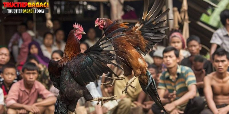 Cách Chọn Gà Đá Cựa Sắt