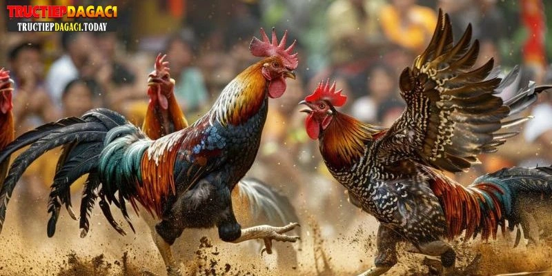 cách xem đá gà c1 trực tiếp không bị lag