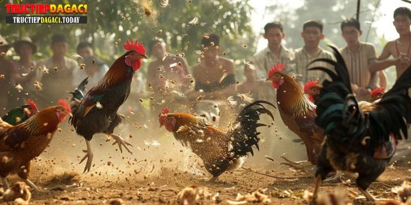 đá gà cựa dao