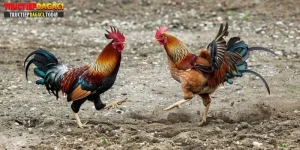 đá gà trực tiếp thomo có bình luận viên