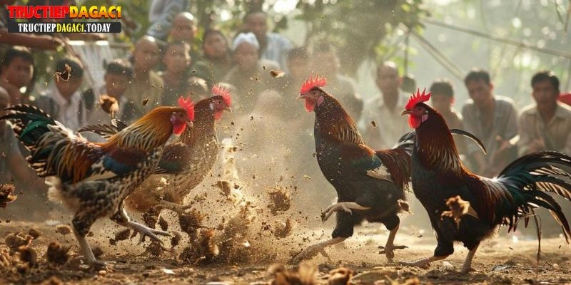 đá gà trực tiếp thomo có bình luận viên