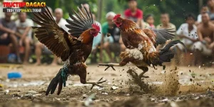 gà chọi thái lan