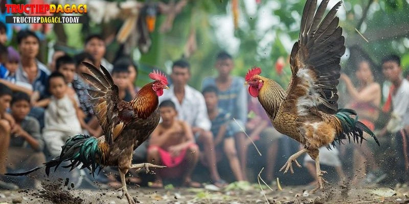 gà chọi thái lan