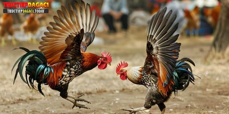trận gà 50 tỷ